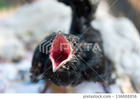 Close up of hungry baby bird with wide open beak waiting for food soft background natural light wildlife nestling detail and expressive behavior Close up of hungry baby bird with wide open beak waiting for food soft background natural light wildlife nestling detail and expressive behavior 136688856