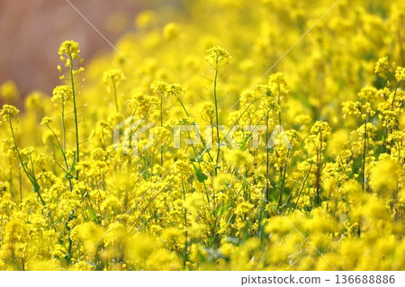 Spring rape blossoms Spring rape blossoms 136688886