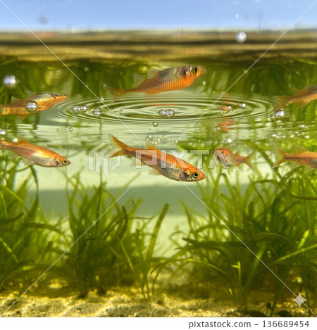 青鱂魚優雅地遊著 136689454