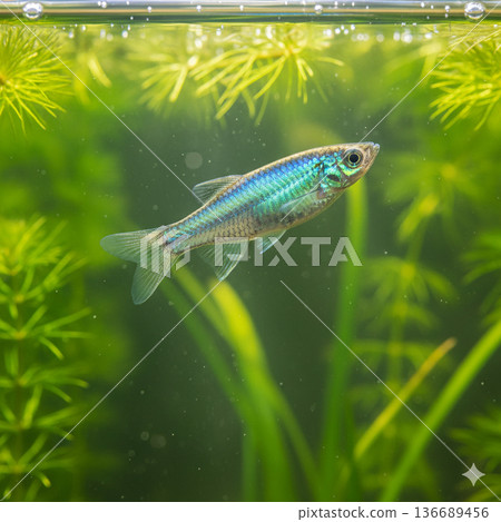 Medaka在坦克游泳 136689456