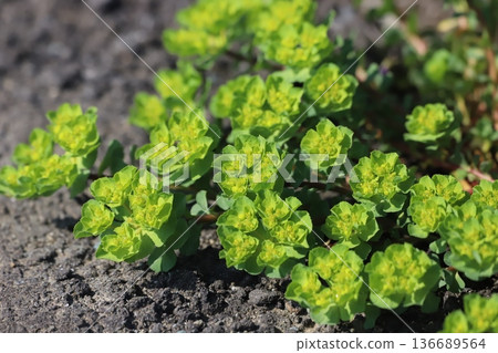 Euphorbia blooming on the roadside Euphorbia blooming on the roadside 136689564