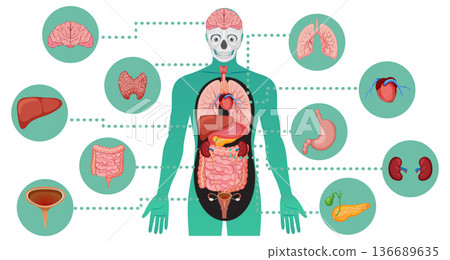Human Internal Organs Diagram in Flat Medical Illustration Human Internal Organs Diagram in Flat Medical Illustration 136689635