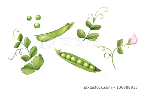 Hand drawn illustration of green pea pods, seeds and fresh leaves on white background. Botanical vegetable collection for kitchen decor, organic food packaging and garden themed designs. Hand drawn illustration of green pea pods, seeds and fresh leaves on white background. Botanical vegetable collection for kitchen decor, organic food packaging and garden themed designs. 136689915