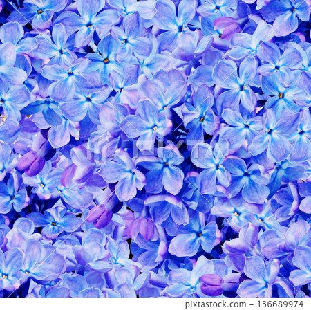 Seamless floral spring background. Lilac flowers and petals. Close-up. Nature. Lilac branch. Seamless floral spring background. Lilac flowers and petals. Close-up. Nature. Lilac branch. 136689974