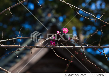 寺廟庭院裡的梅花正等待著春天的到來。 寺廟庭院裡的梅花正等待著春天的到來。 136689975