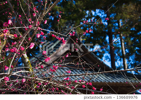 Plum blossoms in the temple grounds awaiting spring 136689976