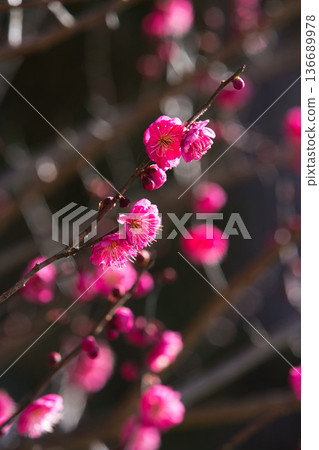Plum blossoms in the temple grounds awaiting spring Plum blossoms in the temple grounds awaiting spring 136689978