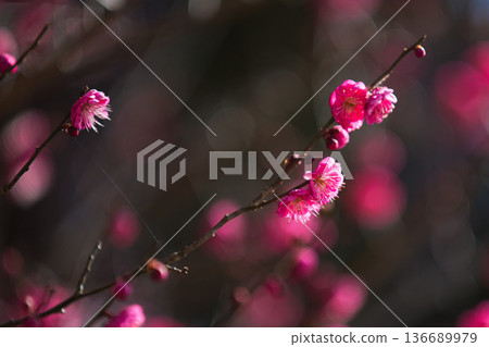 Plum blossoms in the temple grounds awaiting spring Plum blossoms in the temple grounds awaiting spring 136689979