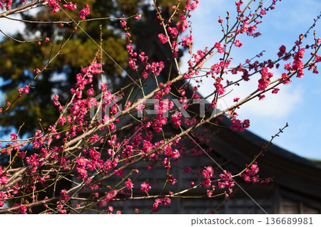 寺廟庭院裡的梅花正等待著春天的到來。 寺廟庭院裡的梅花正等待著春天的到來。 136689981
