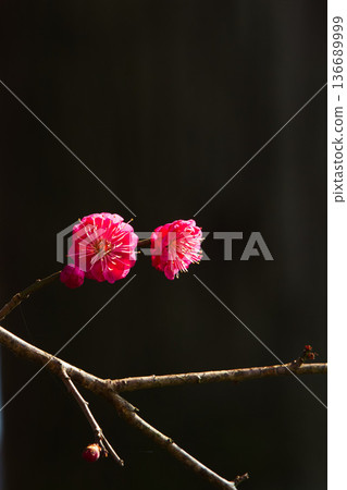 Plum blossoms in the temple grounds awaiting spring Plum blossoms in the temple grounds awaiting spring 136689999