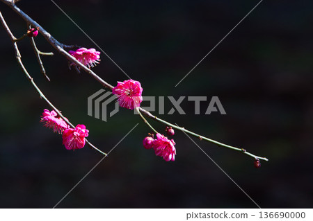 寺廟庭院裡的梅花正等待著春天的到來。 寺廟庭院裡的梅花正等待著春天的到來。 136690000