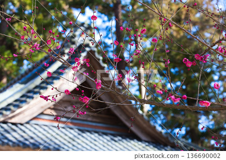 寺廟庭院裡的梅花正等待著春天的到來。 寺廟庭院裡的梅花正等待著春天的到來。 136690002