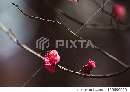 Plum blossoms in the temple grounds awaiting spring 136690013