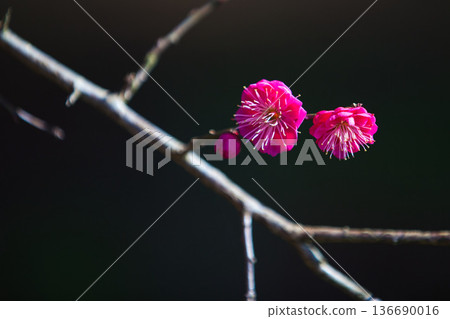 Plum blossoms in the temple grounds awaiting spring Plum blossoms in the temple grounds awaiting spring 136690016