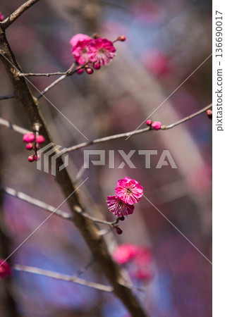 Plum blossoms in the temple grounds awaiting spring Plum blossoms in the temple grounds awaiting spring 136690017