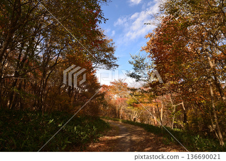 那須平成森林 2025-11-2 #44 那須平成森林 2025-11-2 #44 136690021