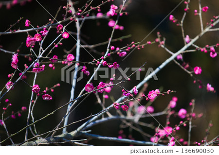 寺廟庭院裡的梅花正等待著春天的到來。 寺廟庭院裡的梅花正等待著春天的到來。 136690030