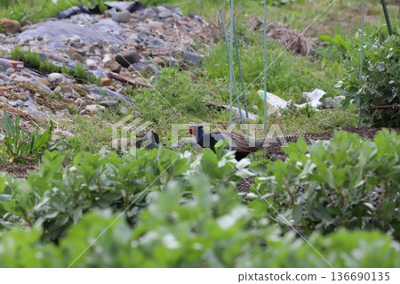 一隻雄性野雞出現在農田裡 136690135