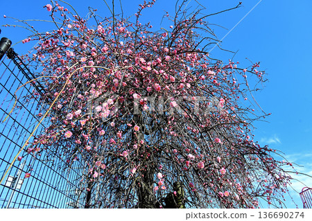Dangling plum Dangling plum 136690274