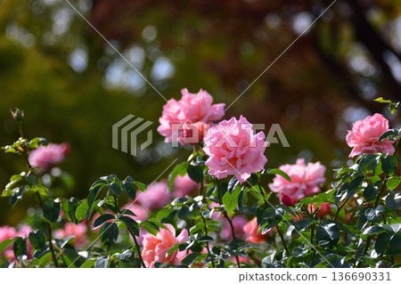 Roses at Ishibashi Cultural Center 136690331