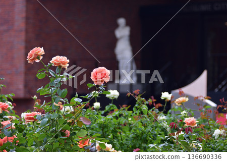 Roses at Ishibashi Cultural Center 136690336