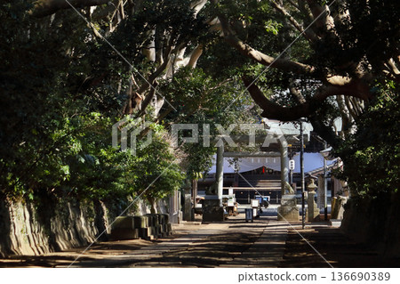 Romantic Ibaraki (The approach to the shrine is lined with trees over 300 years old.) Sakatsuraisosaki Shrine, Hitachinaka City Romantic Ibaraki (The approach to the shrine is lined with trees over 300 years old.) Sakatsuraisosaki Shrine, Hitachinaka City 136690389