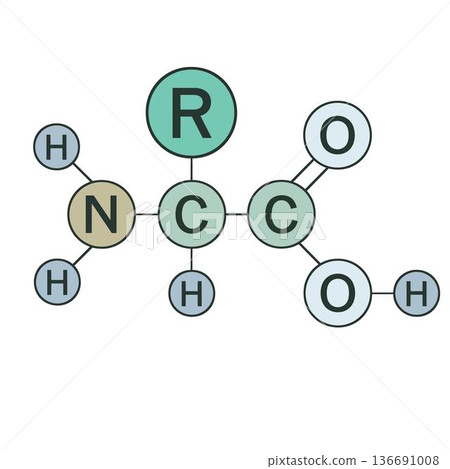 Basic structural formula of amino acids Vector illustration Chemical molecular structure 136691008