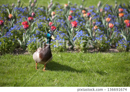 Frederiksberg Have in Denmark in spring 2012 Frederiksberg Have in Denmark in spring 2012 136691674