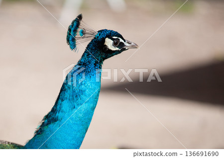 Frederiksberg Have in Denmark in spring 2012 Frederiksberg Have in Denmark in spring 2012 136691690