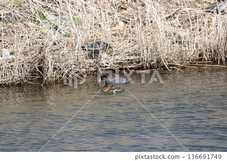 一群水鴨和一隻黑鴨 136691749