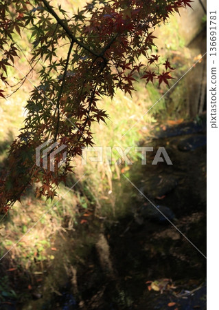 A landscape of maple trees beginning to turn red in autumn in Kamakura 136691781