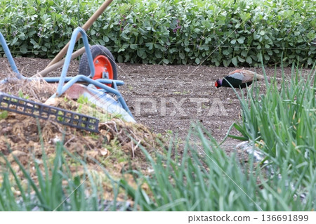 一隻雄性野雞出現在農田裡 136691899