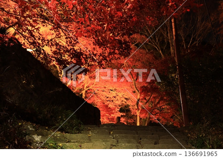 An evening view of illuminated autumn leaves near Oyama Afuri Shrine and Oyama Temple in Isehara City, Kanagawa Prefecture An evening view of illuminated autumn leaves near Oyama Afuri Shrine and Oyama Temple in Isehara City, Kanagawa Prefecture 136691965