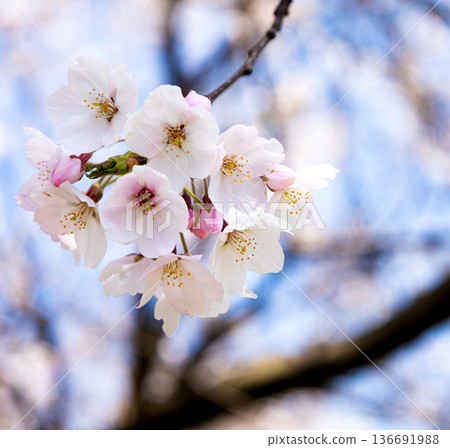 粉紅色的櫻花在和煦的春風中盛開 136691988