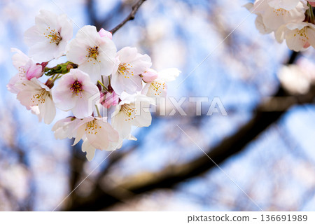 粉紅色的櫻花在和煦的春風中盛開 136691989