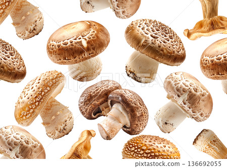 Collection of wild mushrooms with detailed textured caps, isolated on white background. Concept of fungi diversity Collection of wild mushrooms with detailed textured caps, isolated on white background. Concept of fungi diversity 136692055