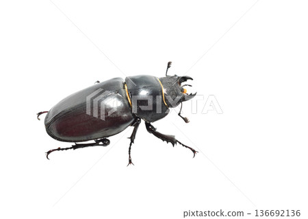 Stag beetle is a large beetle of the genus Lucanus on a white background. Stag beetle is a large beetle of the genus Lucanus on a white background. 136692136