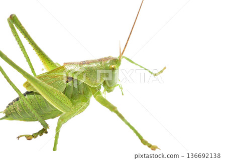 The green grasshopper is a species of insect from the family True grasshoppers on a white background. The green grasshopper is a species of insect from the family True grasshoppers on a white background. 136692138