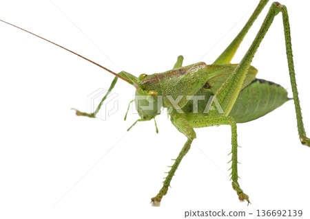The green grasshopper is a species of insect from the family True grasshoppers on a white background. The green grasshopper is a species of insect from the family True grasshoppers on a white background. 136692139