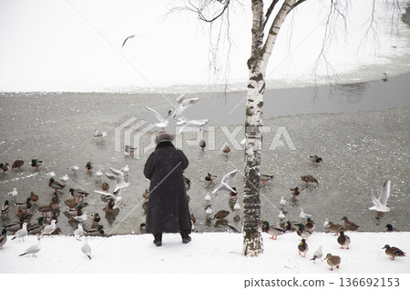 Old woman feeding seagulls in winter in Denmark Old woman feeding seagulls in winter in Denmark 136692153