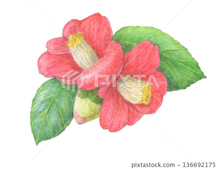 Red camellia flower watercolor pencil illustration Red camellia flower watercolor pencil illustration 136692175