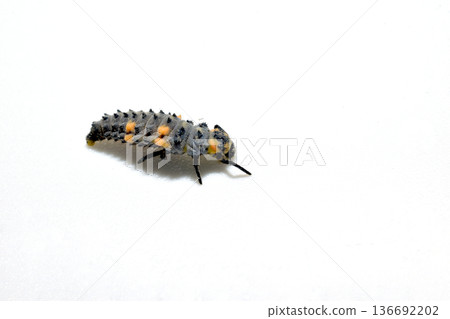 Larva of ladybug species on white background. Larva of ladybug species on white background. 136692202