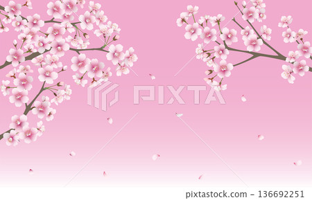 Lots of cherry blossoms (pink background) 136692251