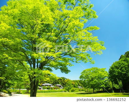 21世紀森林與廣場的景色，初夏清晨，翠綠的櫸樹點綴其間。 136692252