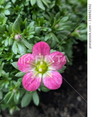 可愛的粉紅色蜘蛛草 可愛的粉紅色蜘蛛草 136692302