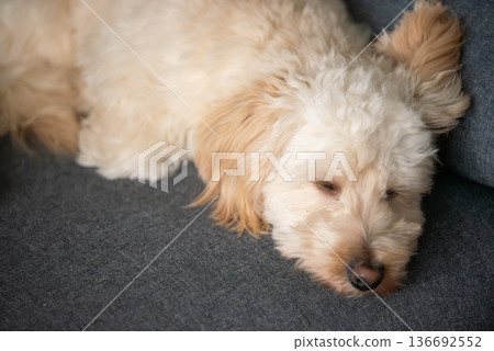 Maltipoo puppy sleeping peacefully on sofa in warm natural indoor light Maltipoo puppy sleeping peacefully on sofa in warm natural indoor light 136692552