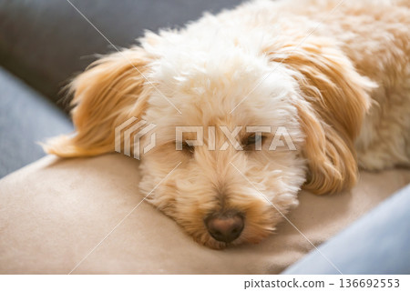 Maltipoo puppy resting head on cushion in soft daylight home interior 136692553