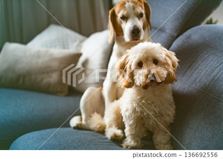 Maltipoo puppy sitting alert on sofa with senior beagle resting behind indoors Maltipoo puppy sitting alert on sofa with senior beagle resting behind indoors 136692556