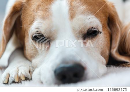 Senior beagle close up resting calmly indoors with gentle expression 136692575