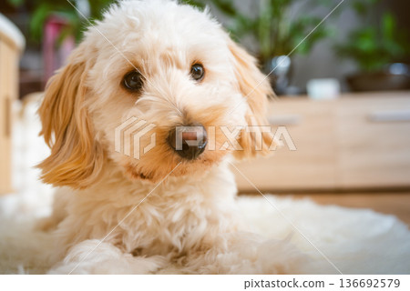 Maltipoo puppy sitting alert on soft rug in bright living room Maltipoo puppy sitting alert on soft rug in bright living room 136692579